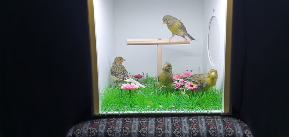 Canari razza espaniol  2025