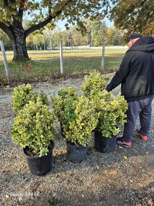 Bambus  iarba de pampas