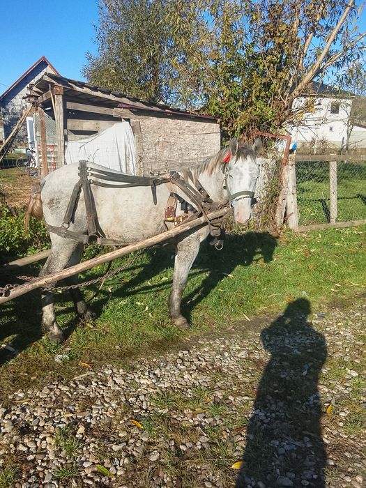 Vind mînz de 2 anișori învățat la căruță