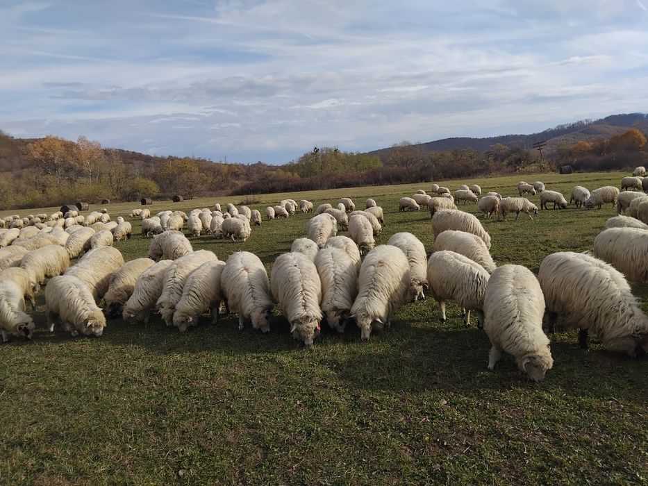 De vânzare oi                .