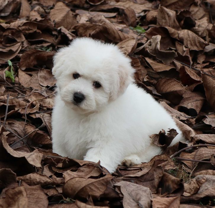 Bichon Frise cu pedigree FCI