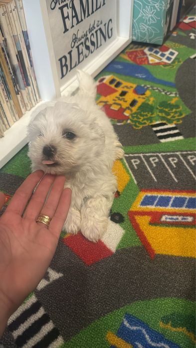 Bichon Maltez -rasa pura - talie mica