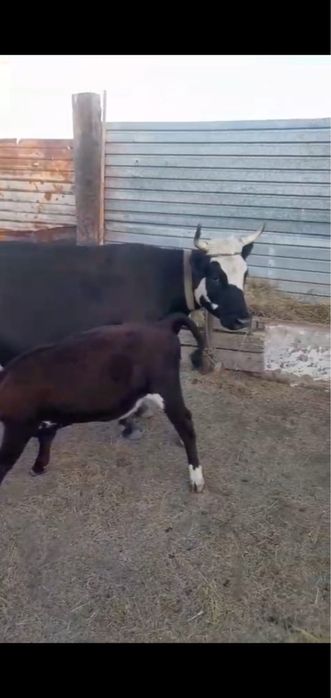 2 бұзаулы сиыр сатылады