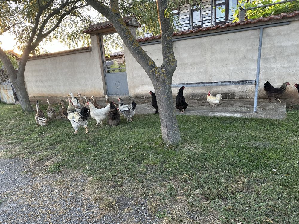Продавам кокошки и юрдеци