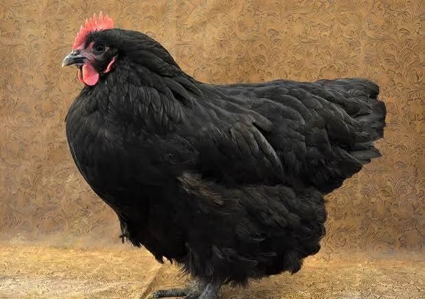 Австралорп петел