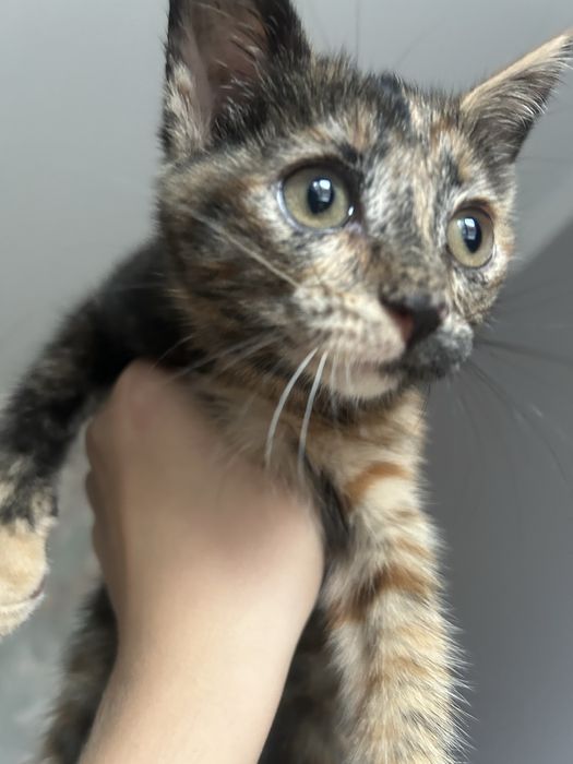 Отдам кошечку в добрые руки