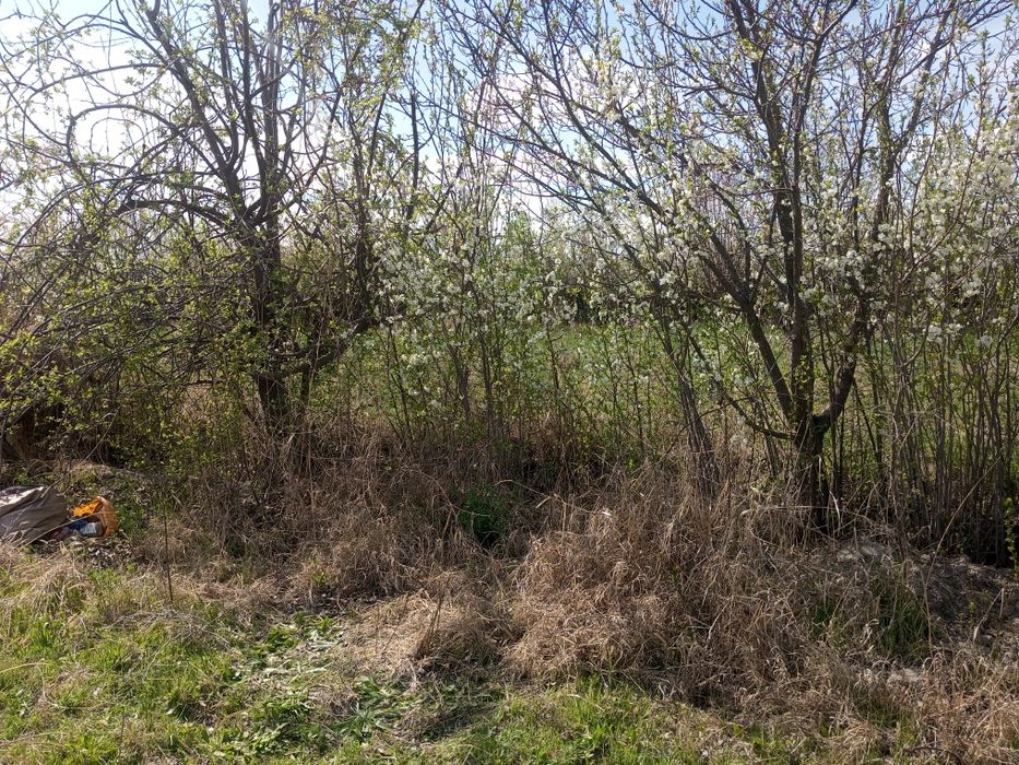 Кароли ва гилос Олма нихоллари сотилади 2 -3 йиллик нихоллар