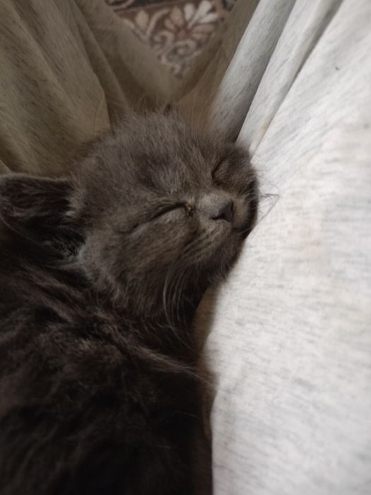 Котята британцев