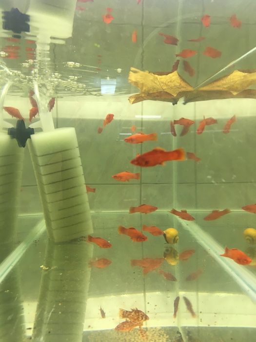 Xipho rosii cu ochii rosii