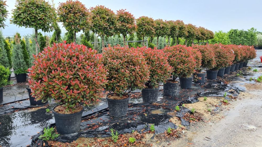 Plante glob, tuia, buxus, euonimus, photinia etc