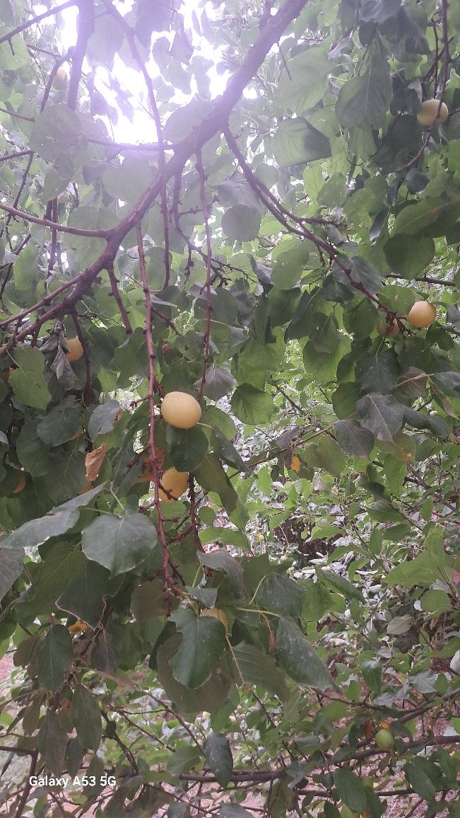 Орик абрикос өрік