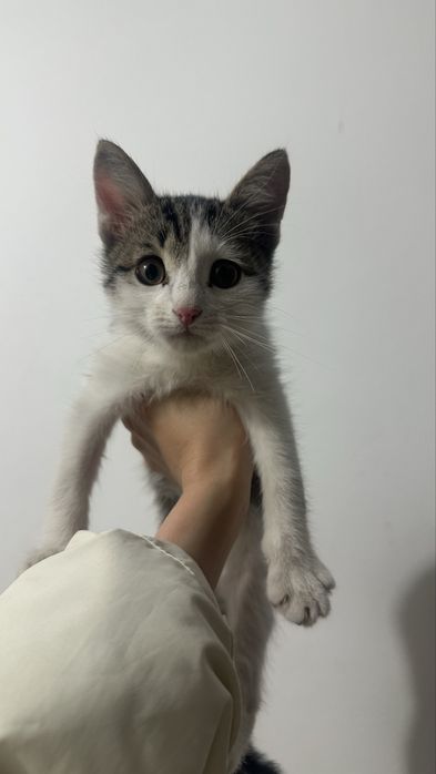 Котенок в добрые руки