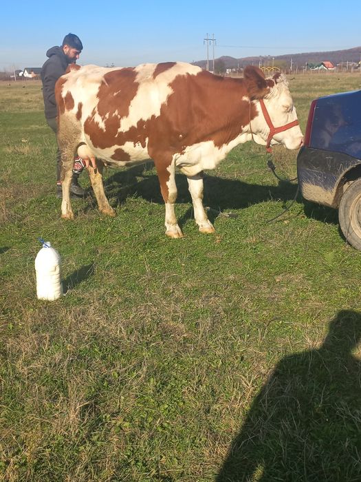 Vând vaca la a 2 fătare