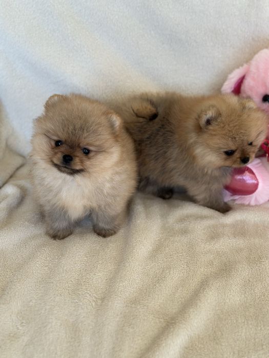 Чистокръвни Померанчета Момчета и Момиче