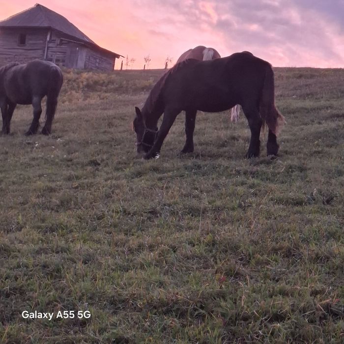 Vand cai breaza bistrita