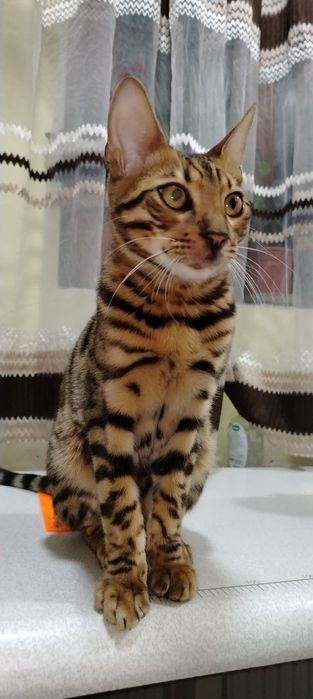 Бенгальский кот продажа