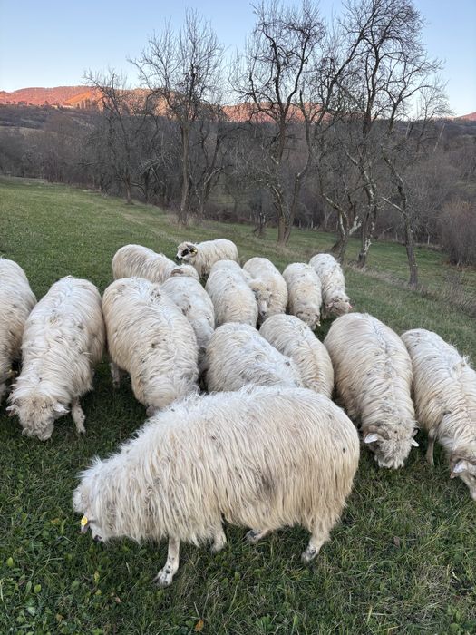 Oii reforme de vanzare