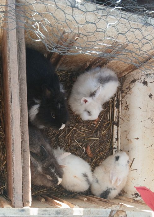 Vând Urgent Iepurași de Rasă