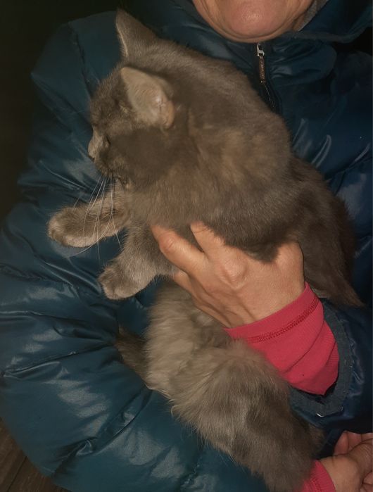 Котик, ищет себе дом