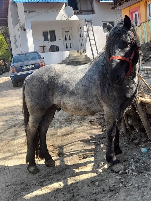 Cal de vânzare 7 ani probe