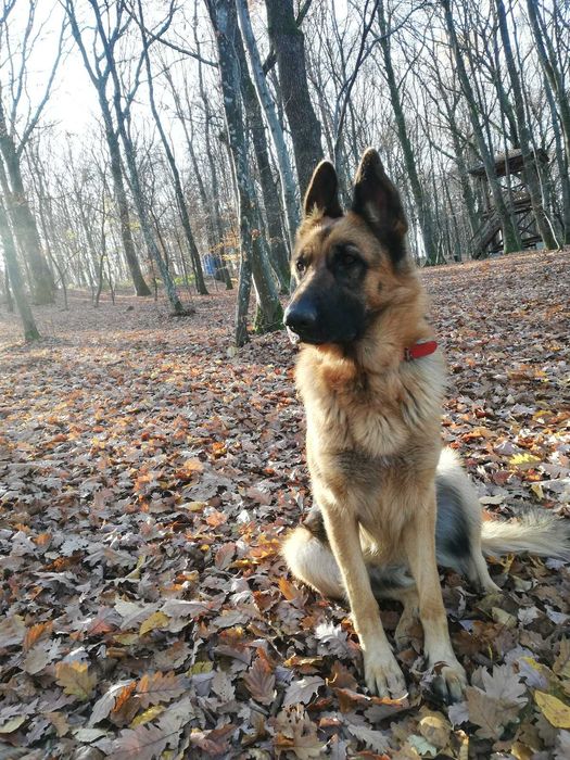 Pui Ciobănesc German cu PEDIGREE,  linie de show