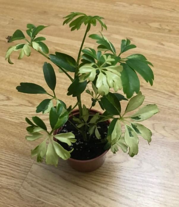 Отдам цветок даром