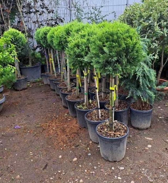 Vând plante ornamentale