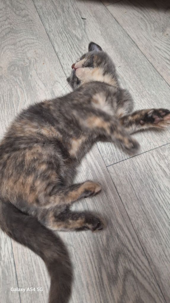 Отдам даром котёнка