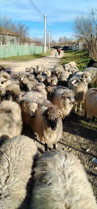 Oi de vânzare 600 lei negociabil!!