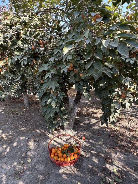 Янги пишган мазали шоколадный хурмо