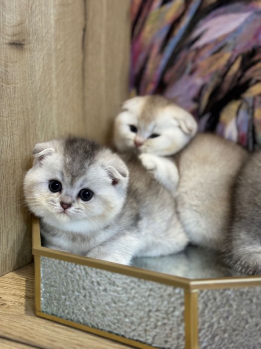 Породистые котята шиншиллы