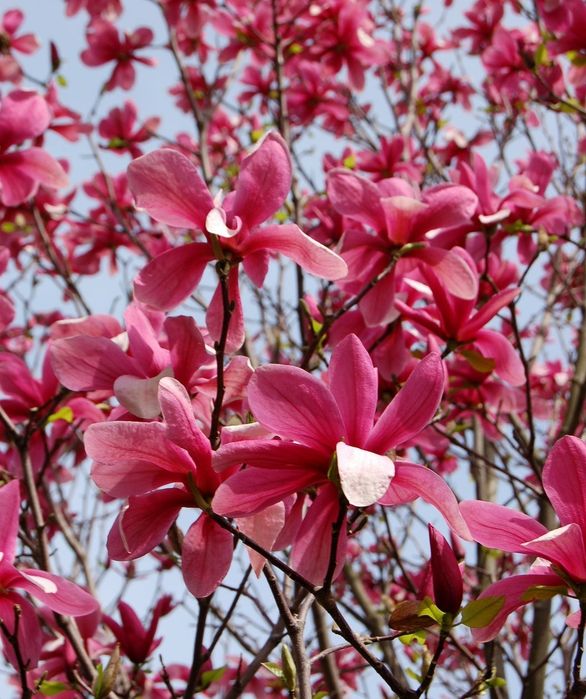 Magnolia Ruba Rustica