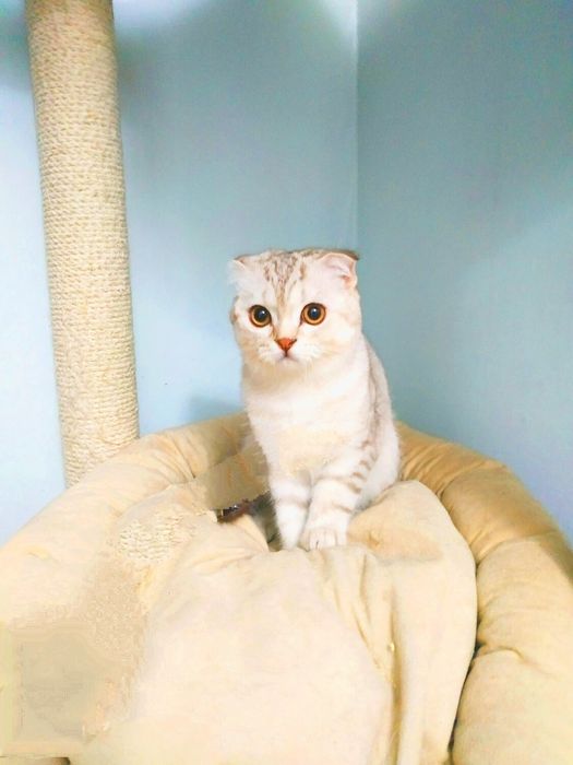 Передежка домашняя  кошек и котов