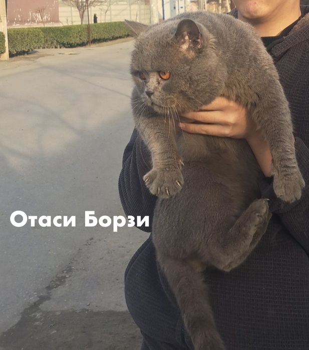 Британ мушукчалар сотилади!