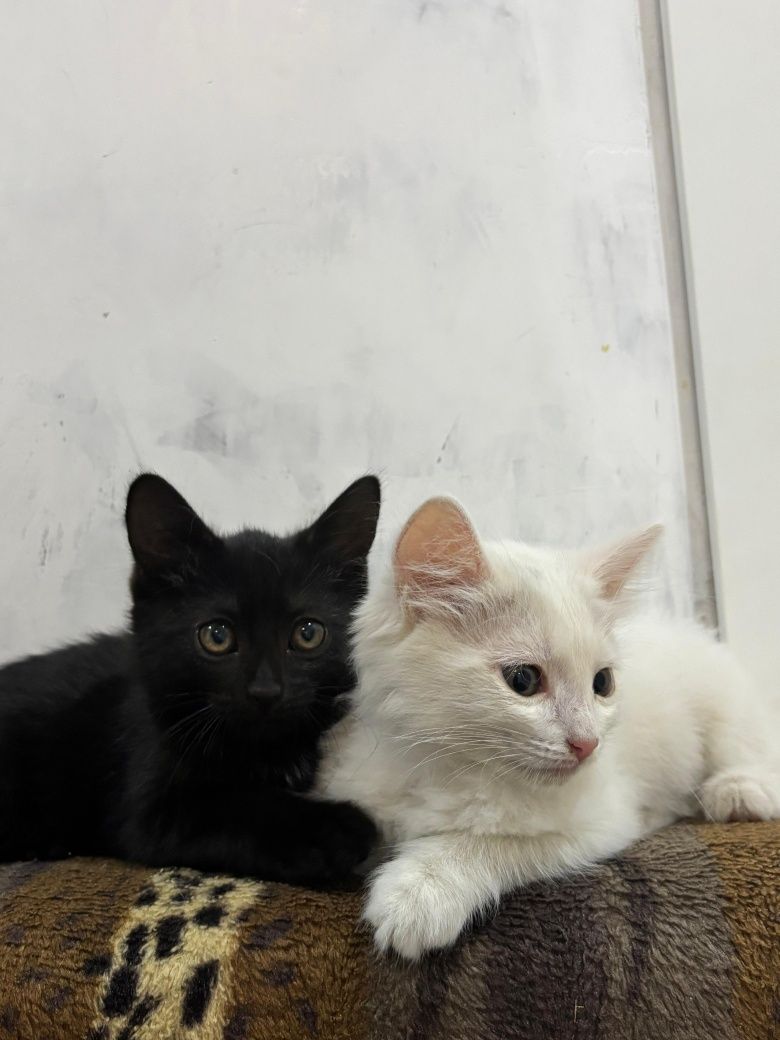 Марғаулар/котята