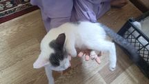 Кошку отдам мальчик