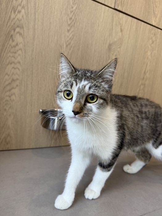 Отдам кошечку Дусю, стерилизована