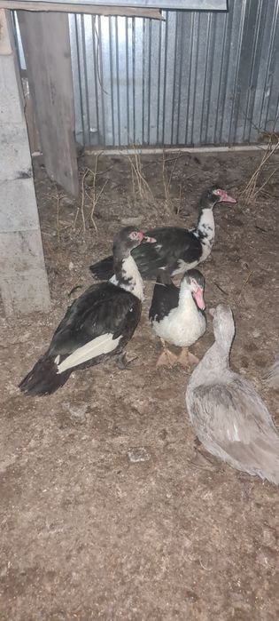 Обменяю селезня индоутки на 2 утки