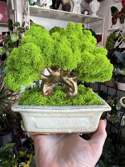 Decoratiuni cu licheni