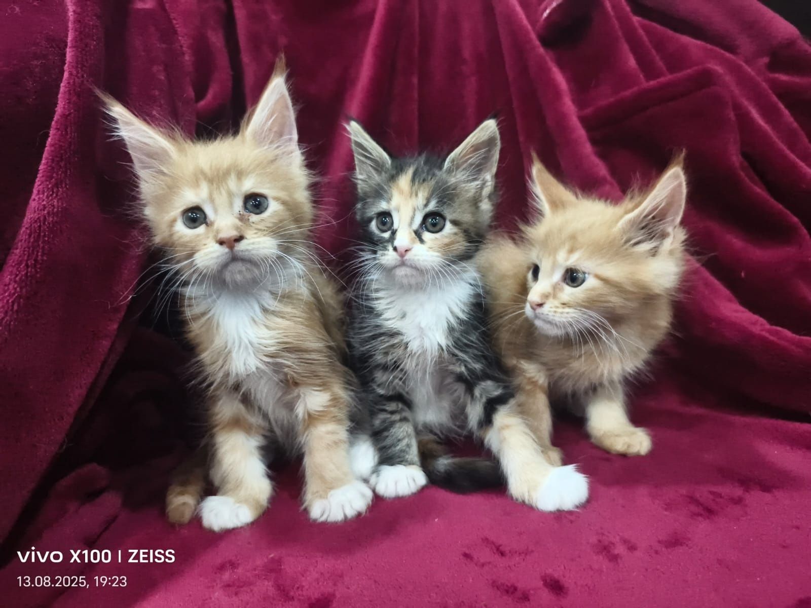 Продам котят мейн кун