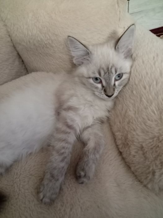 Продам тайскую кошечку