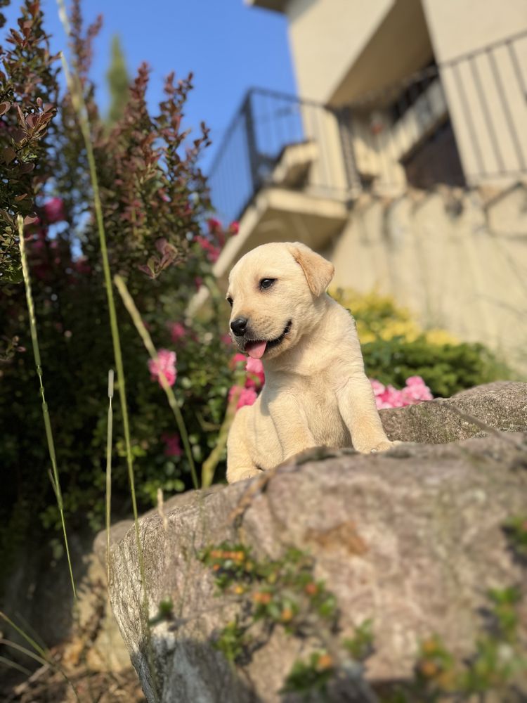 Puiut labrador cu pedigree tip A, femela