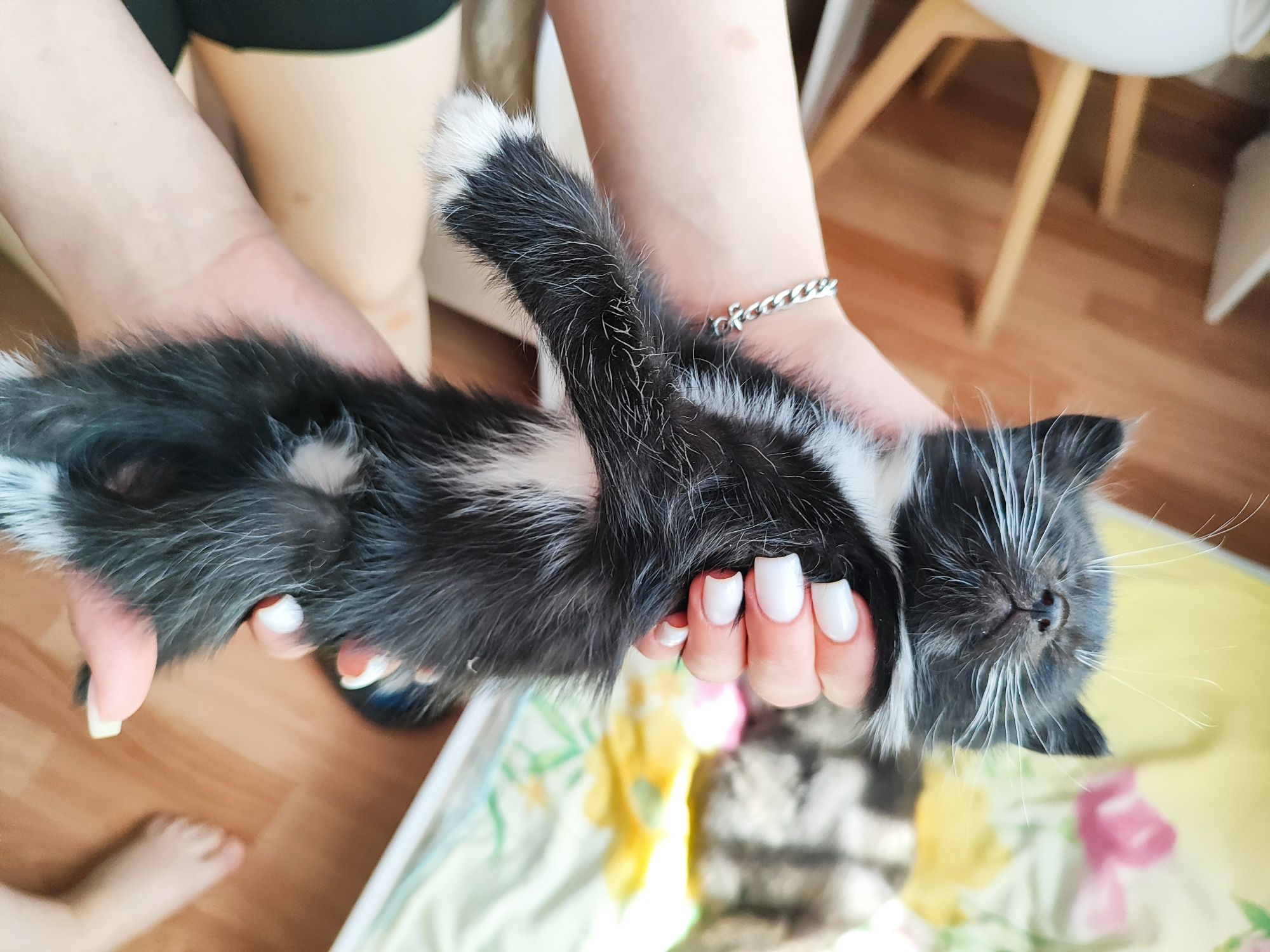 Котята ищут дом!