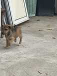 Donez catelus de talie mica