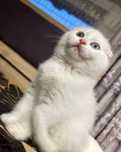 Motanel scottish fold