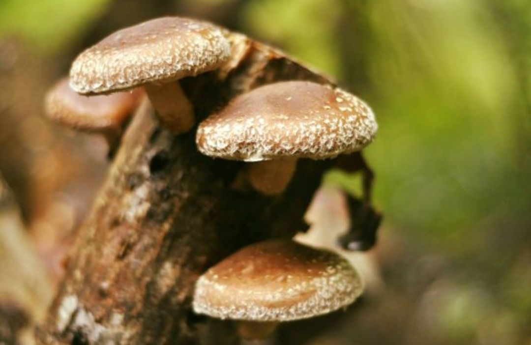 Ciuperci Shiitake proaspete pe buștean