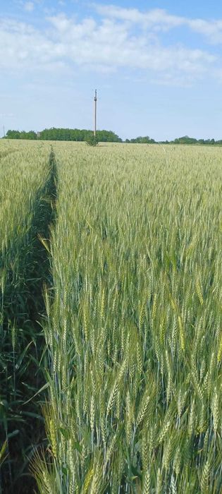 Vand amestec de cereale (mix) sau uruiala