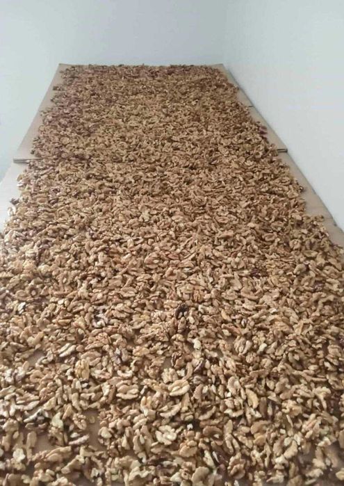 Vand miez de nuca soiul Miroslava,productie 2025.