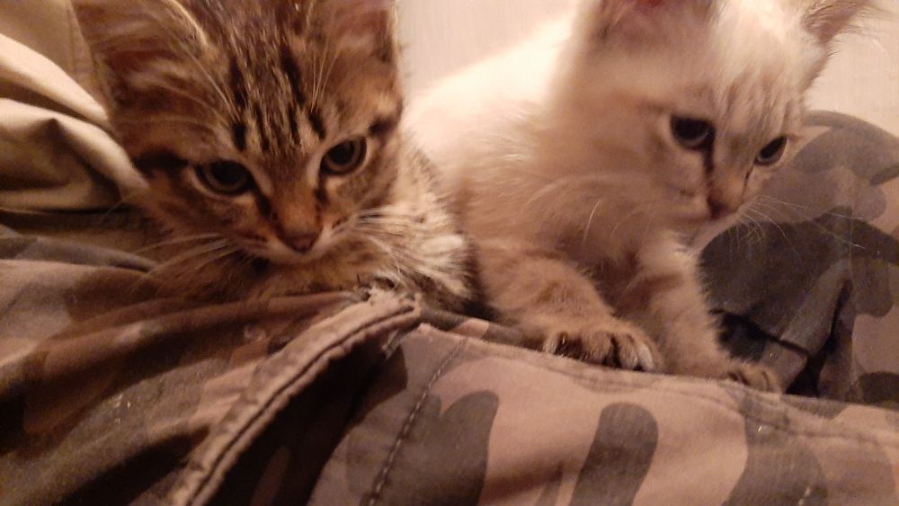 Отдам котят в добрые руки к лотку приучены кушают все котята игровые