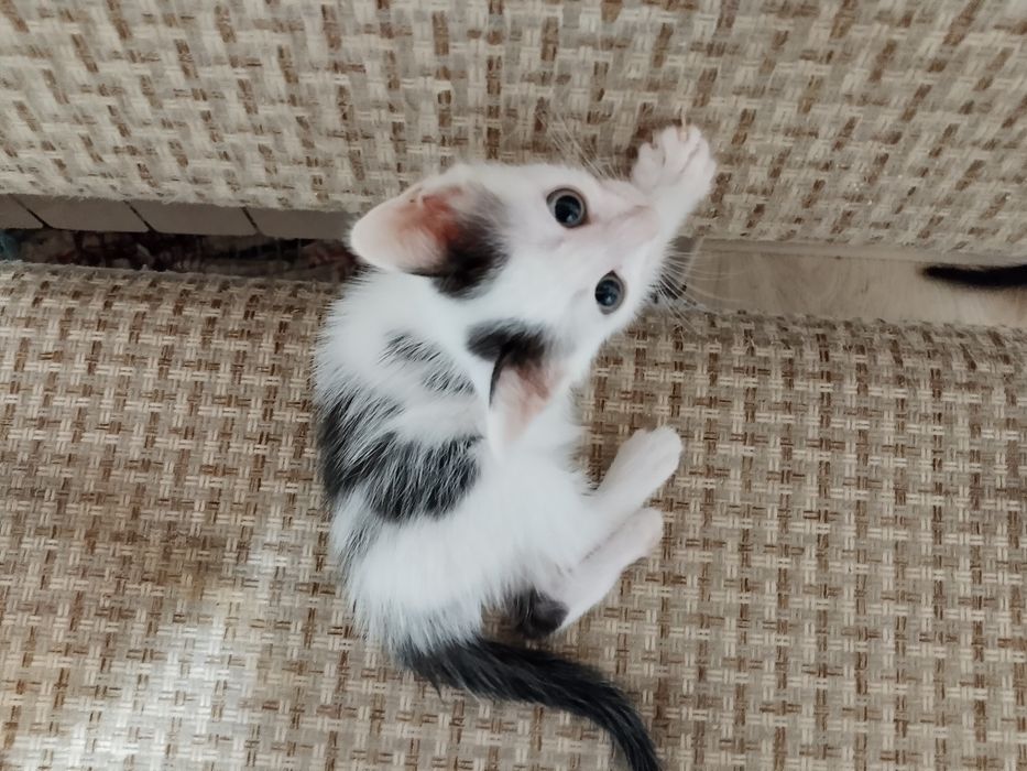Котята ищут дом!!